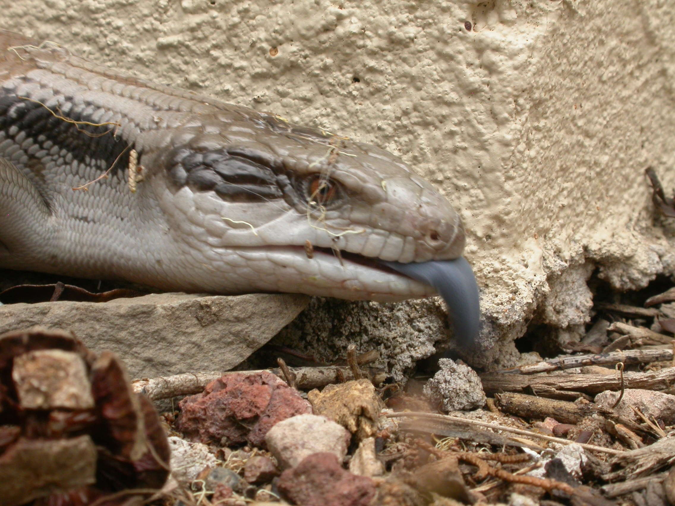 Image of eastern blue-tongued lizard