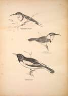 Acanthorhynchus Gould 1837 resmi