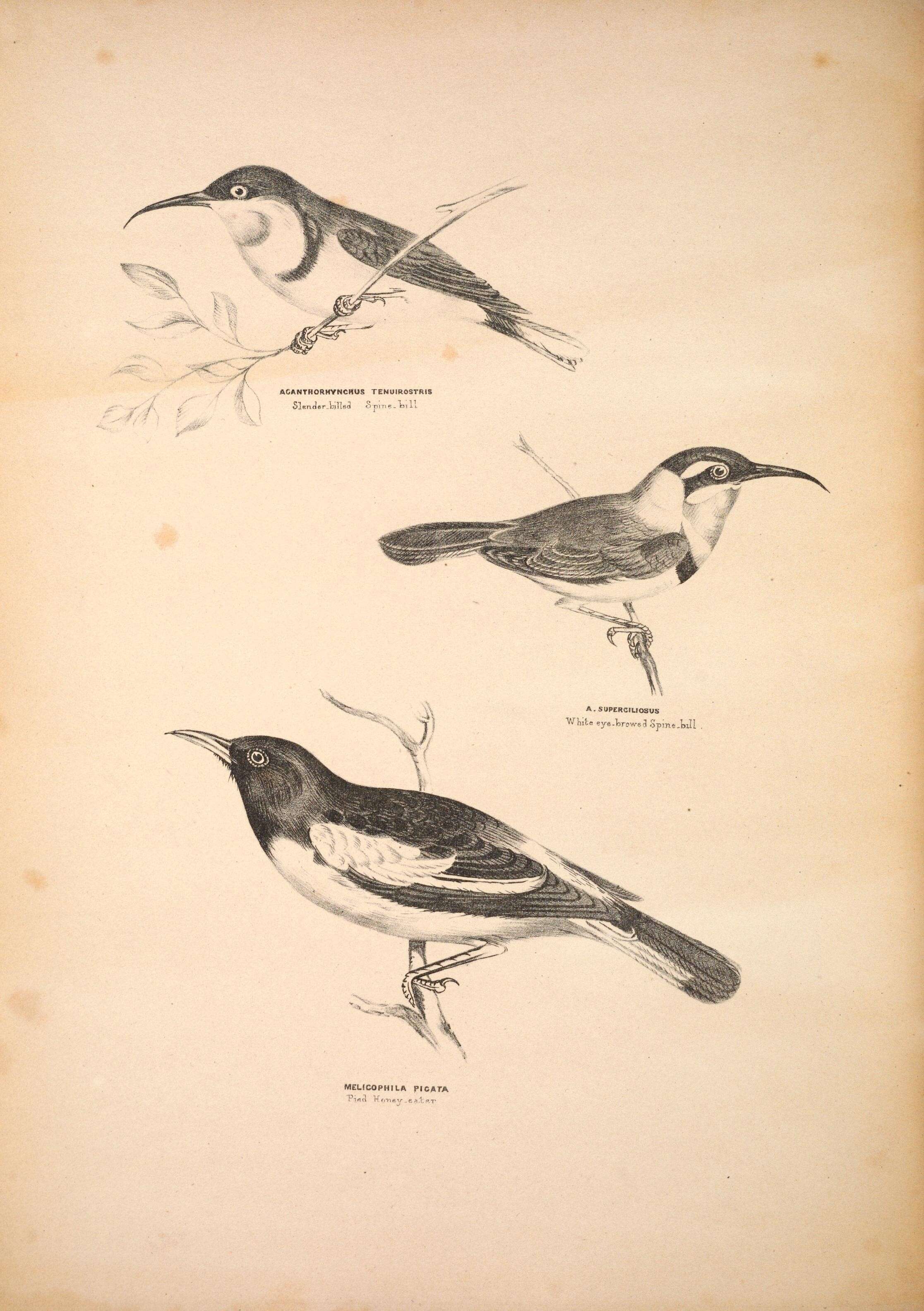 Plancia ëd Acanthorhynchus Gould 1837