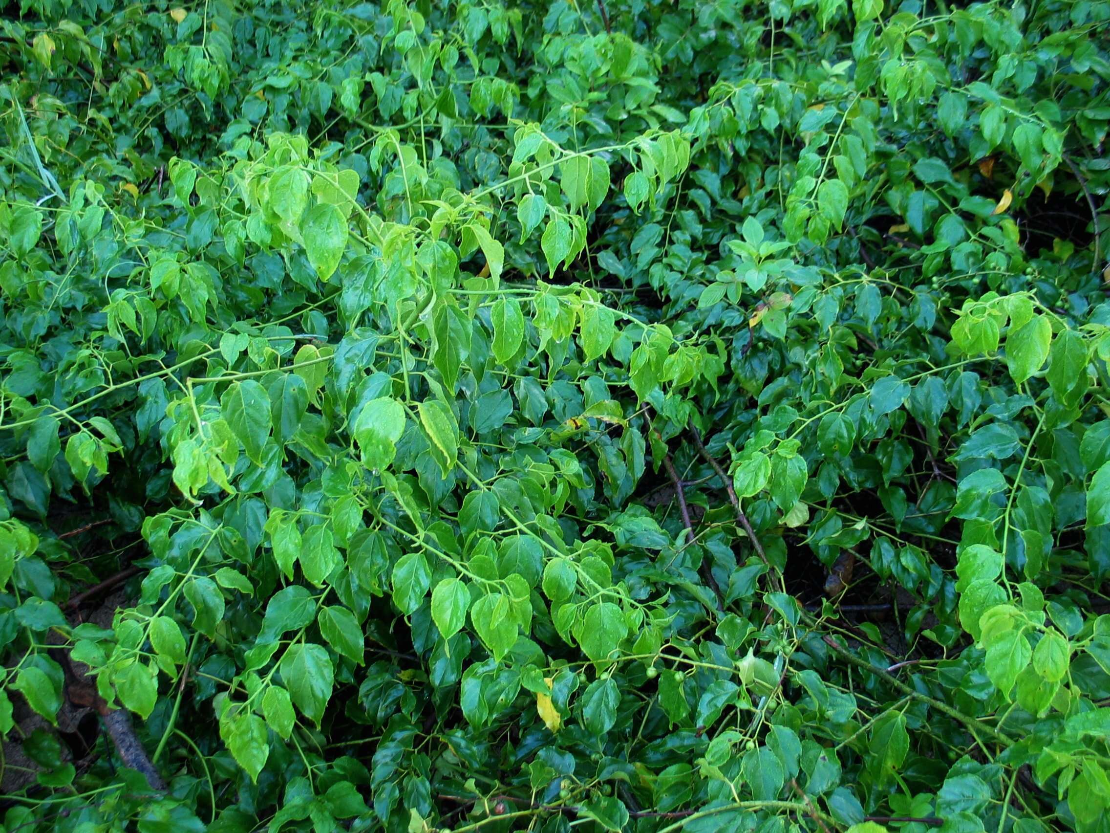 Plancia ëd Colubrina asiatica (L.) Brongn.