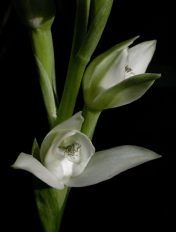 Plancia ëd Chloraea membranacea Lindl.