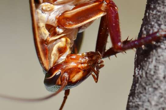 Image of Bronze Cockroach