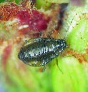 Image of maple aphid