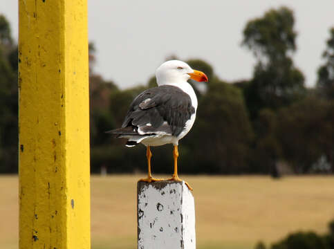 Image of Pacific Gull