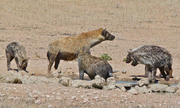 Image of Spotted Hyaenas