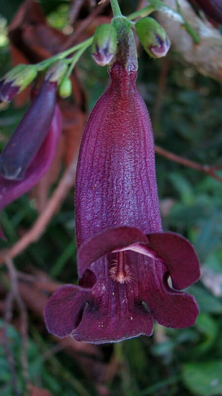 Слика од Jacaranda jasminoides (Thunb.) Sandwith