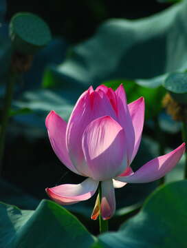 Image of lotus