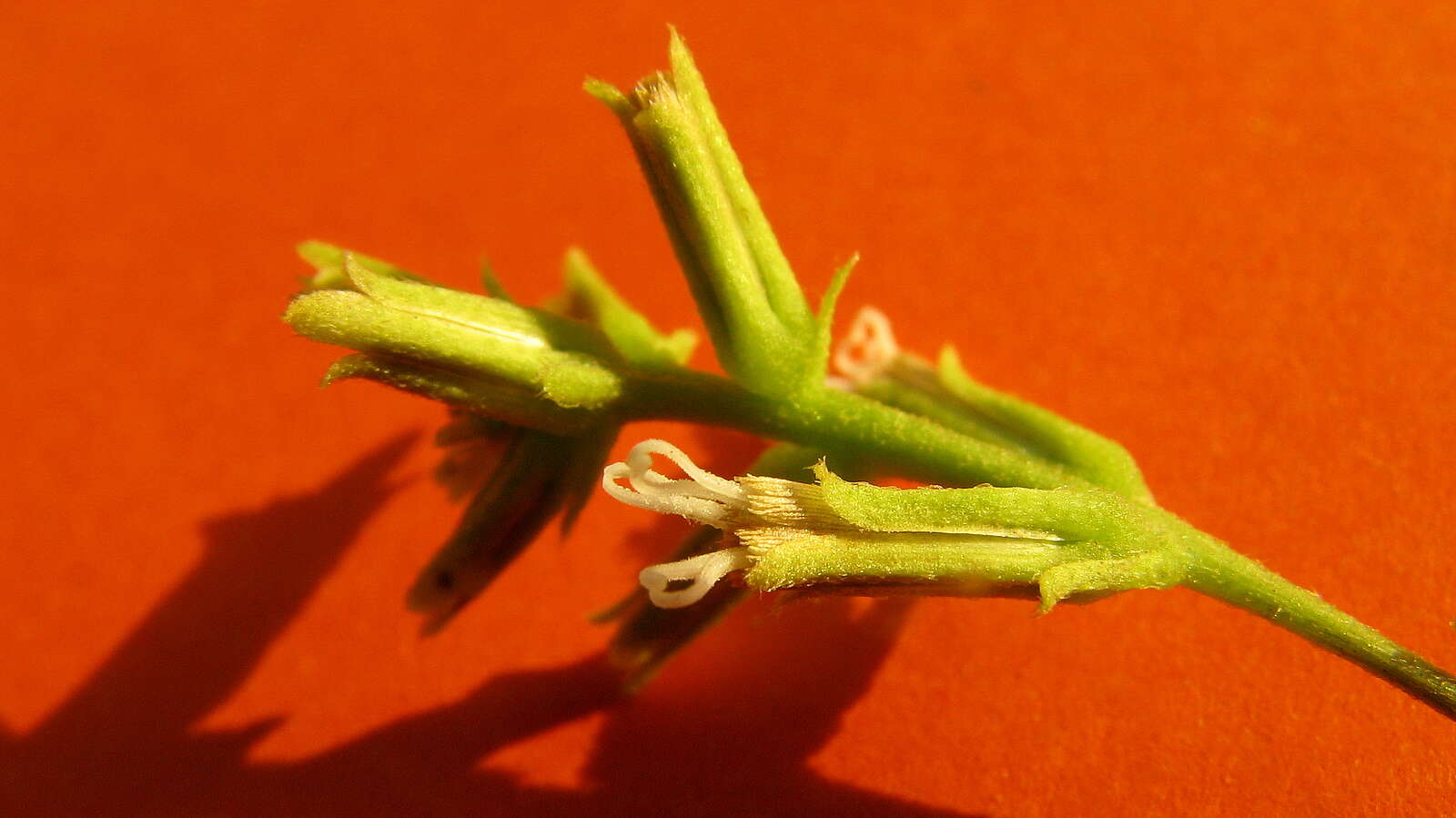 Image of Mikania salzmanniifolia DC.