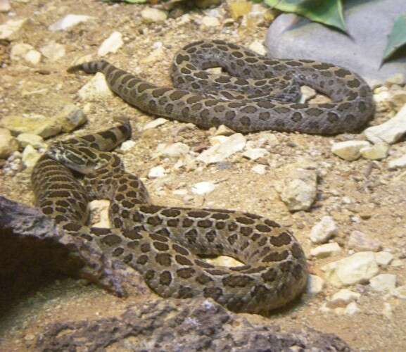 Image of Mexican Lancehead Rattlesnake