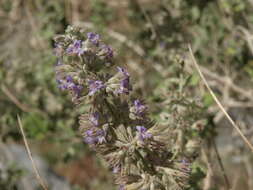 Image of desert lavender