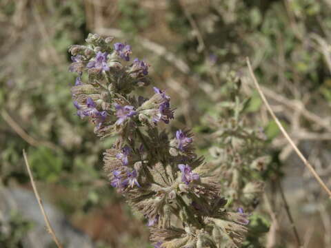 Image of desert lavender