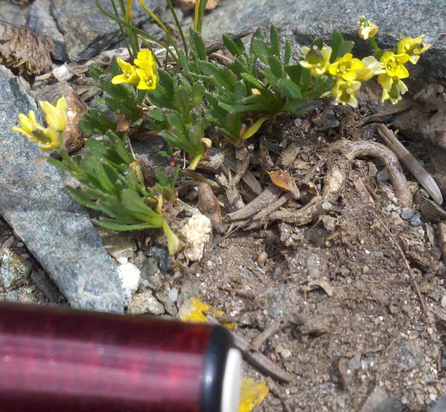 Image of Weber's draba