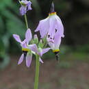 Image of Primula clevelandii insularis