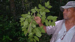 Image of Cissus coccinea Mart. ex Planch.