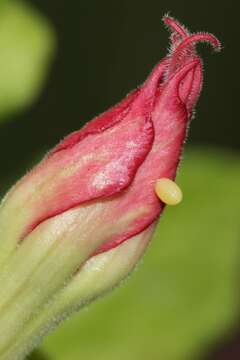 Image of Euploea