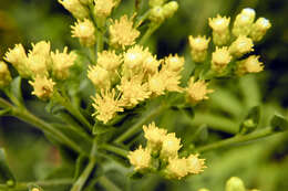 Image of goldenrod