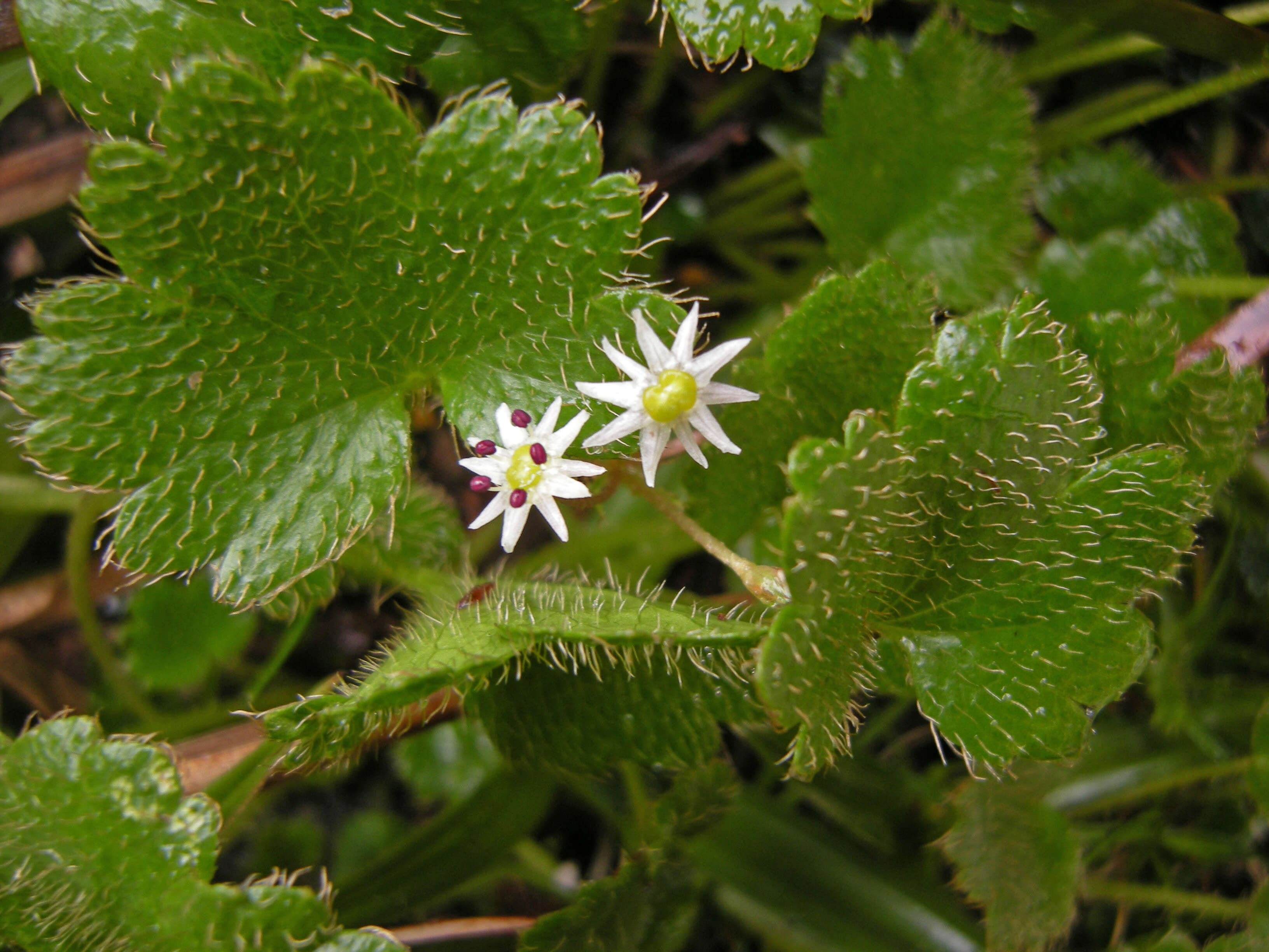 Imagem de Dichosciadium ranunculaceum var. tasmanicum