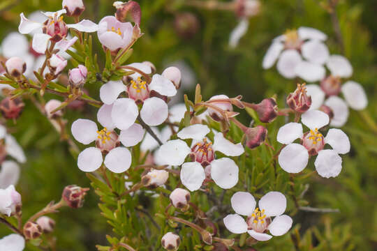 Image of Euryomyrtus ramosissima subsp. ramosissima