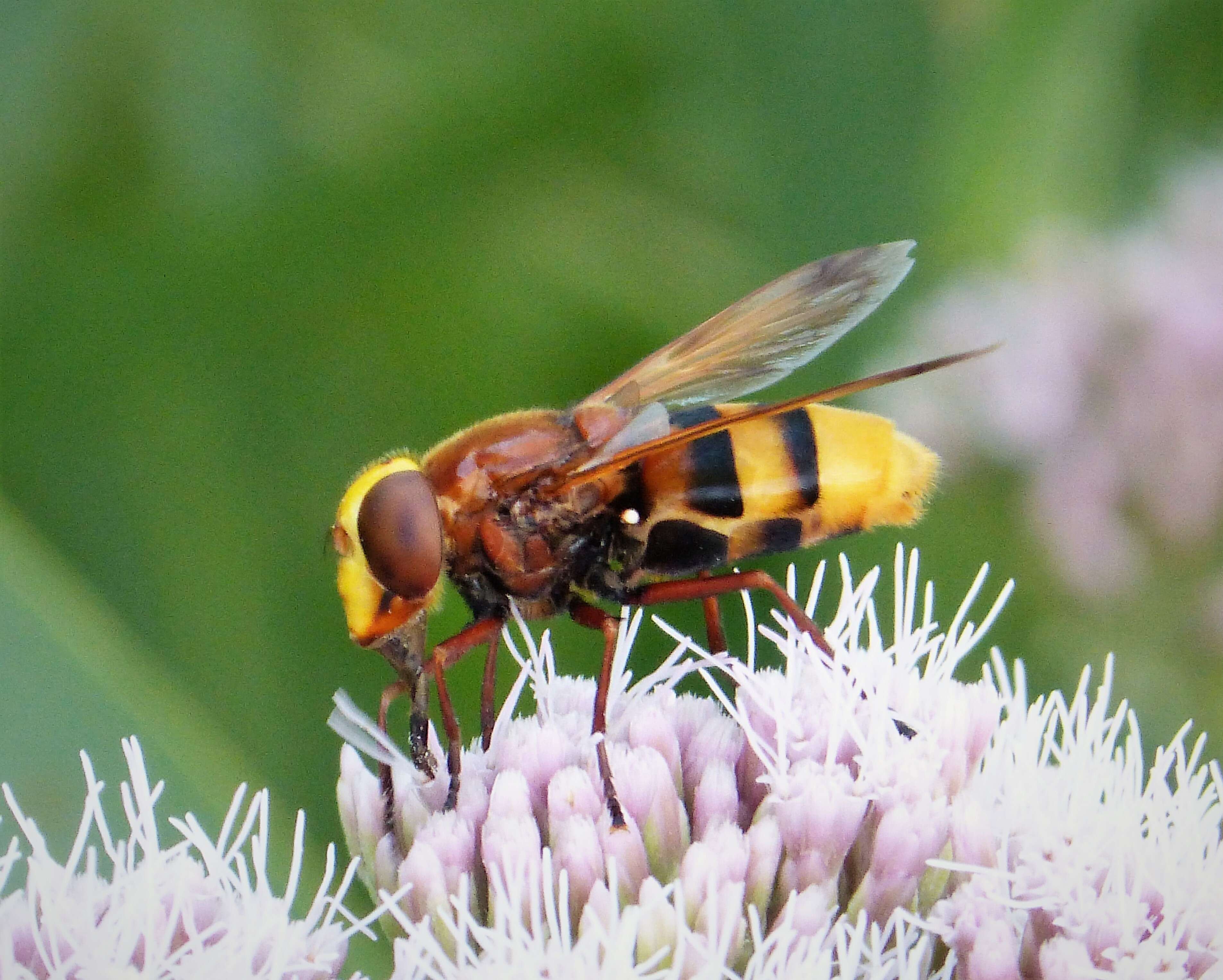 Image of Volucella