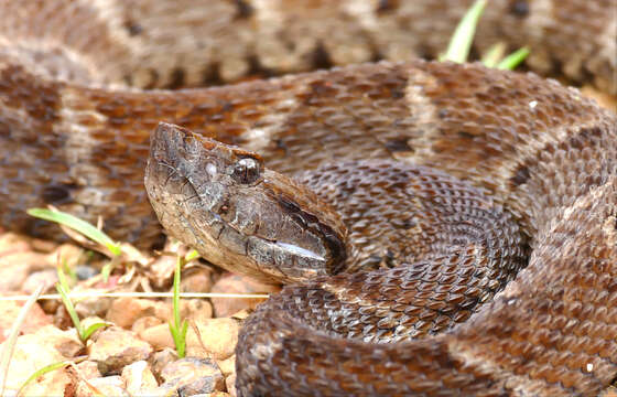 Image of Forest Vipers