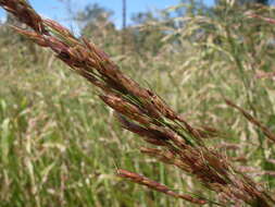 Image of sorghum