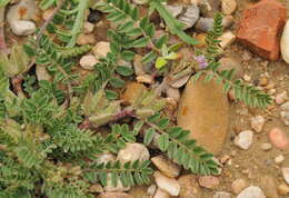 Imagem de Astragalus sesameus L.