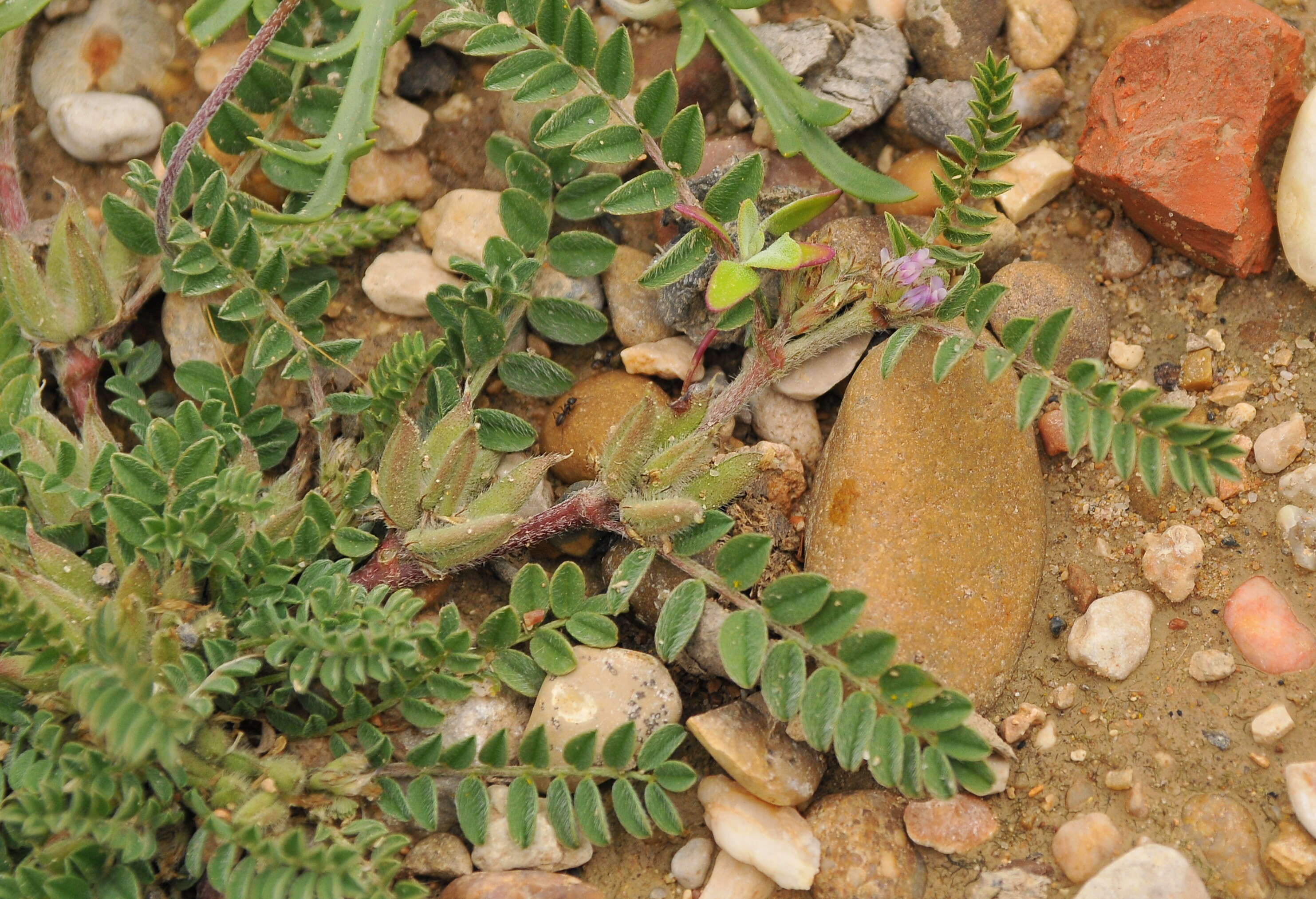 Imagem de Astragalus sesameus L.