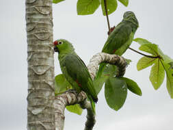 Imagem de Amazona autumnalis (Linnaeus 1758)