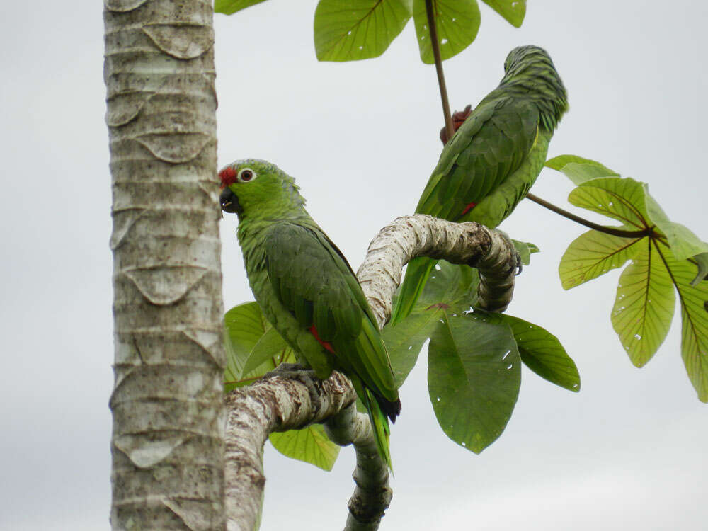 Image of Amazon parrots