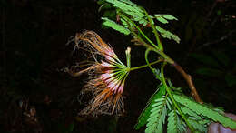 Image of Albizia pedicellaris (Dc.) L. Rico