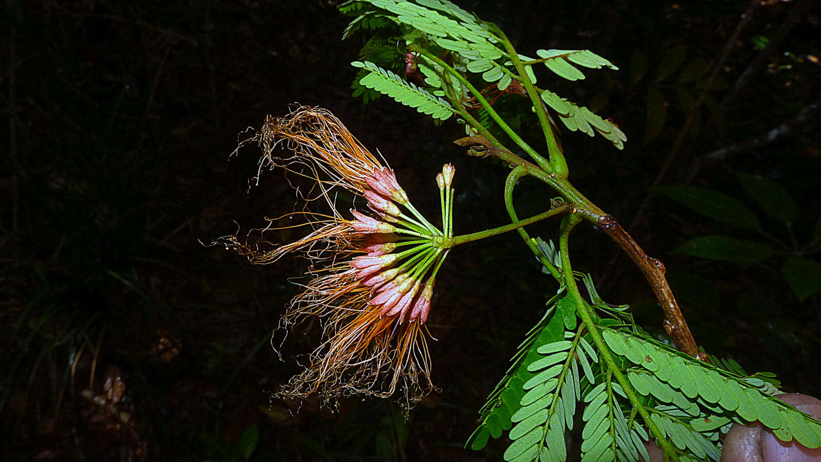 Image of Albizia pedicellaris (Dc.) L. Rico