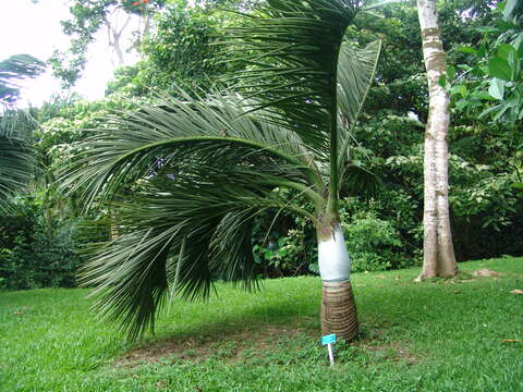 Image of butterfly palm