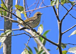 Image of Setophaga Swainson 1827