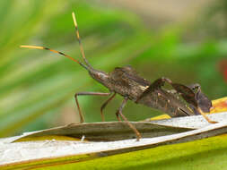 Image of Leaf-footed bug