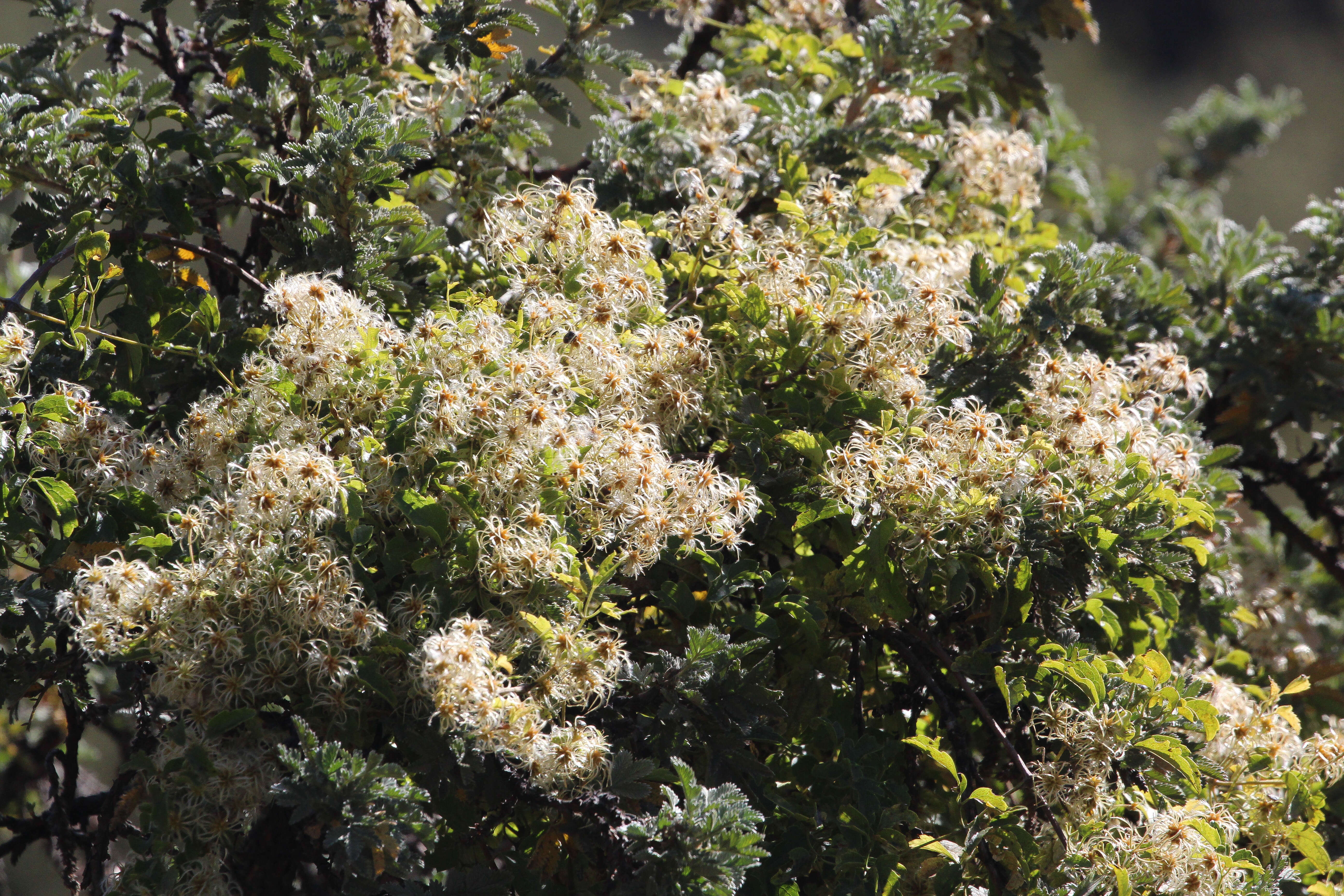 Sivun Clematis brachiata Thunb. kuva