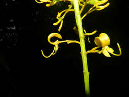 Image of Vochysia guatemalensis J. D. Smith