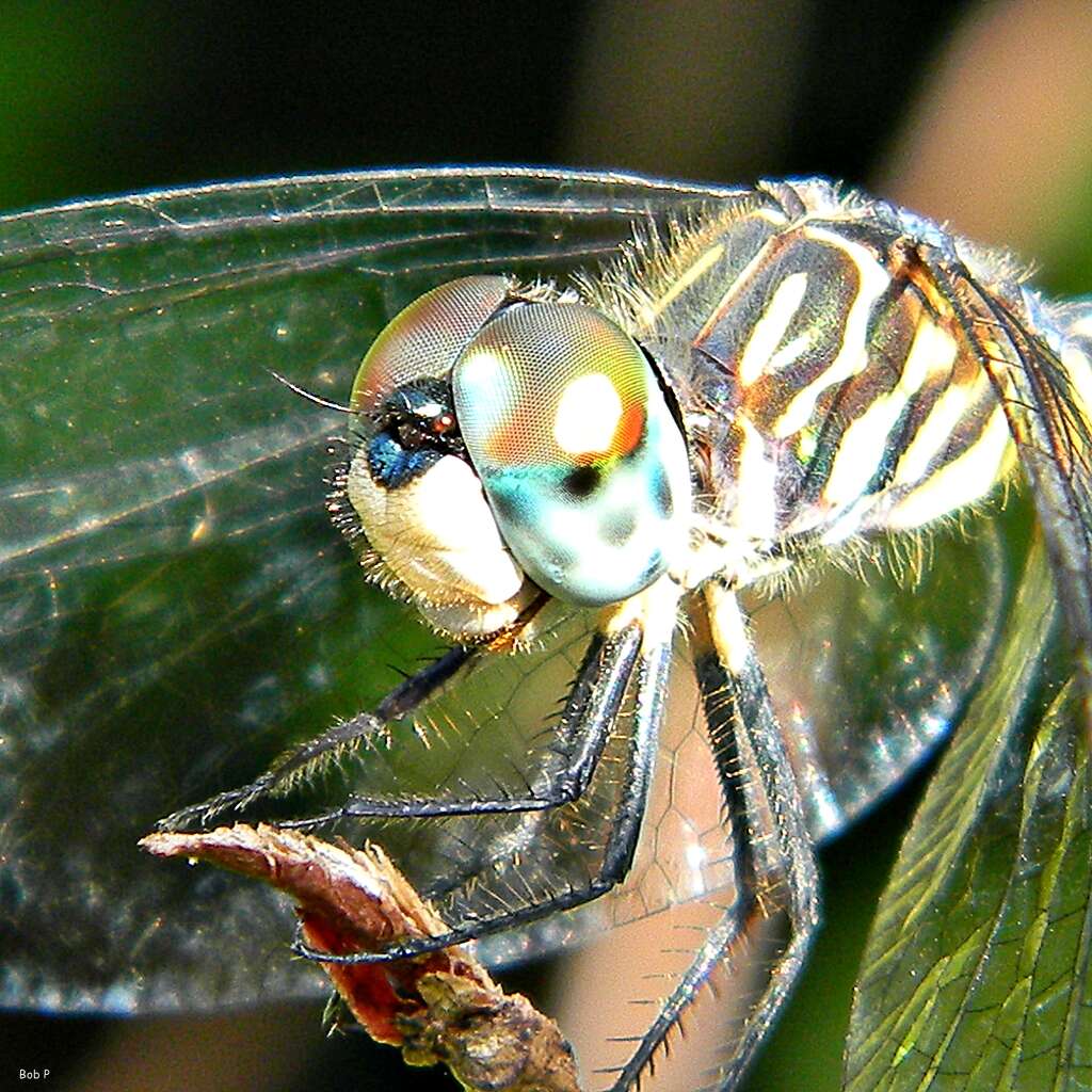 Image of Blue Dasher