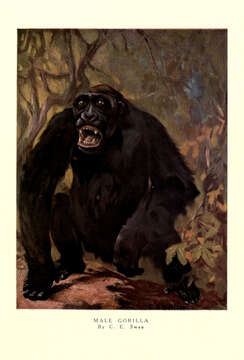 Image of Lowland Gorilla