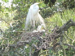 Image of Ardea Linnaeus 1758