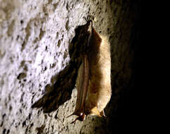 Image of Cape Hairy Bat