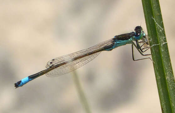 Image of Ischnura graellsii (Rambur 1842)