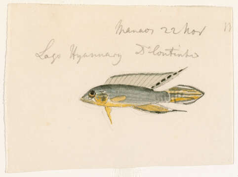 Image of Apistogramma