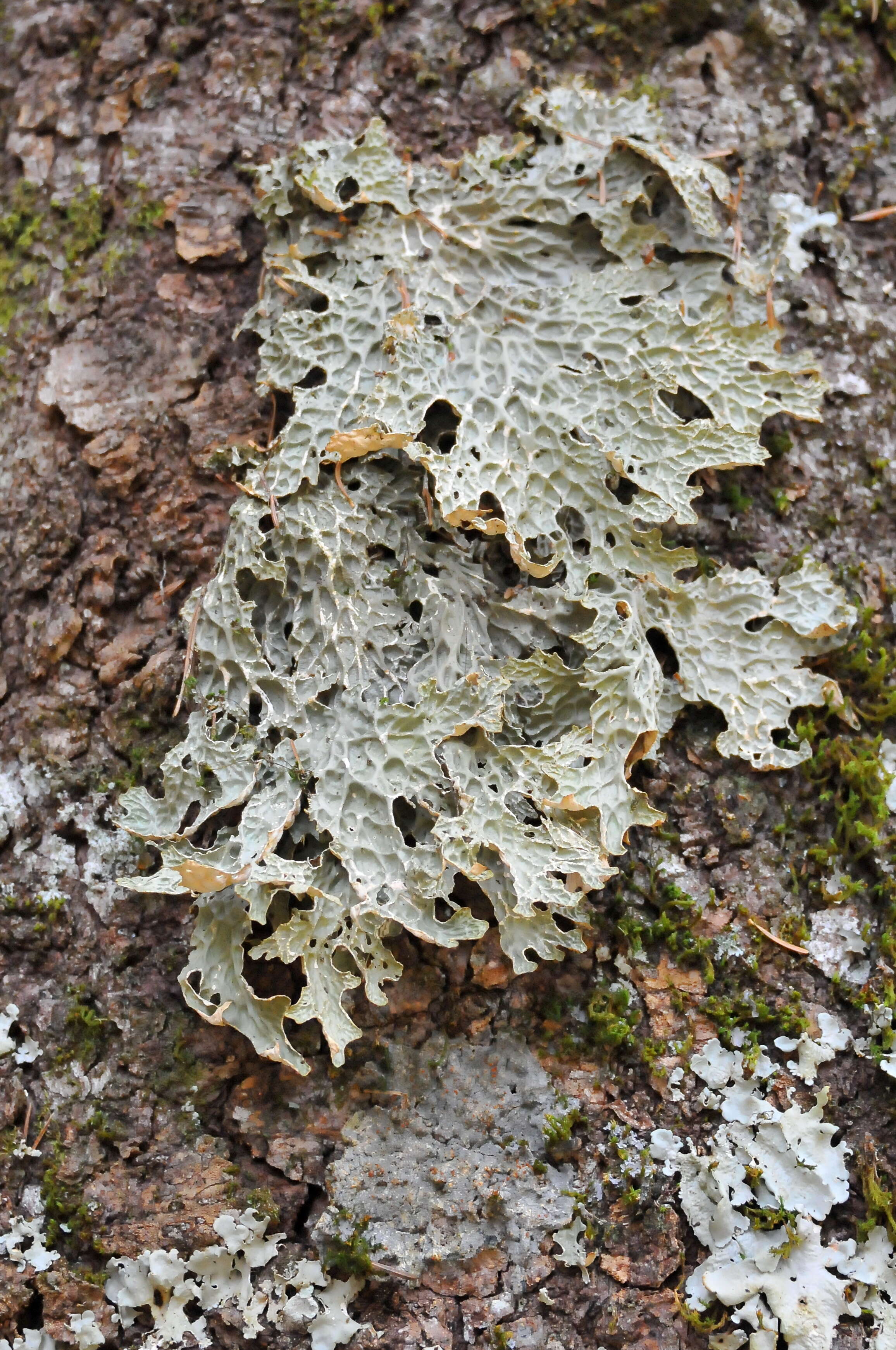 Image of lung lichen