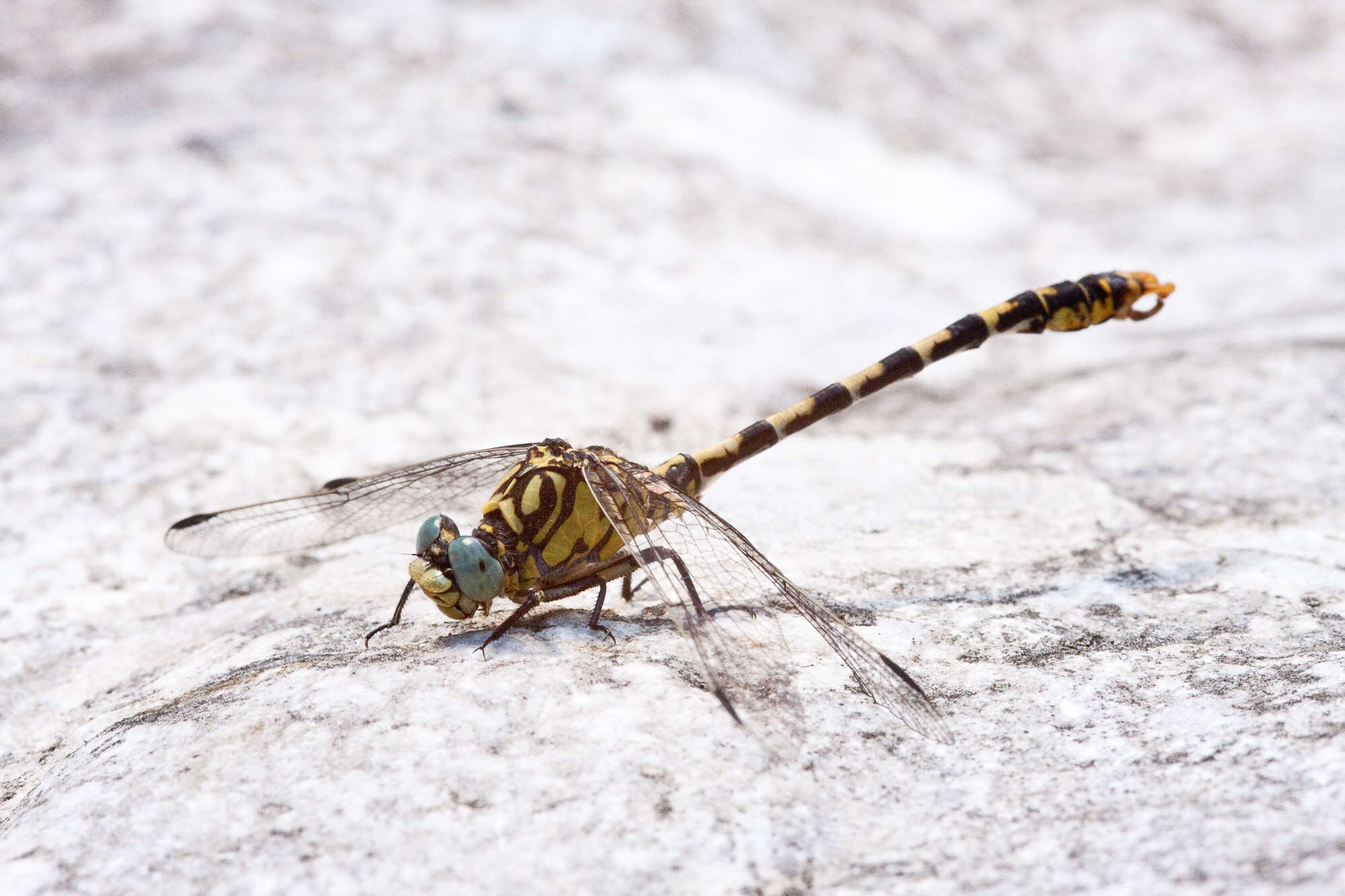 Image of Green-eyed Hooktail