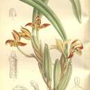Image of Maxillaria houtteana Rchb. fil.
