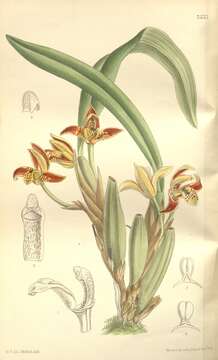 Image of Maxillaria houtteana Rchb. fil.