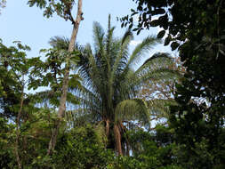 Image of attalea palm