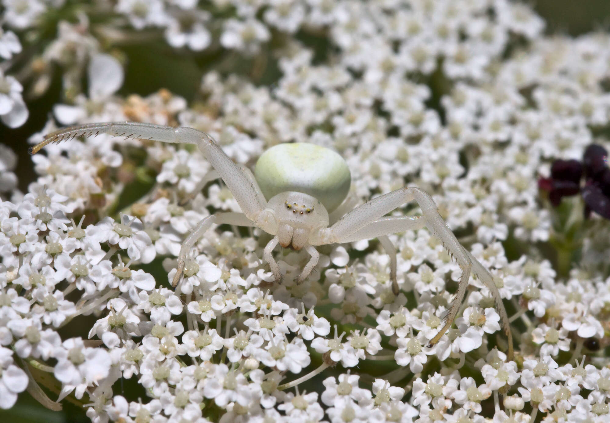 Image of Flower Crab Spiders