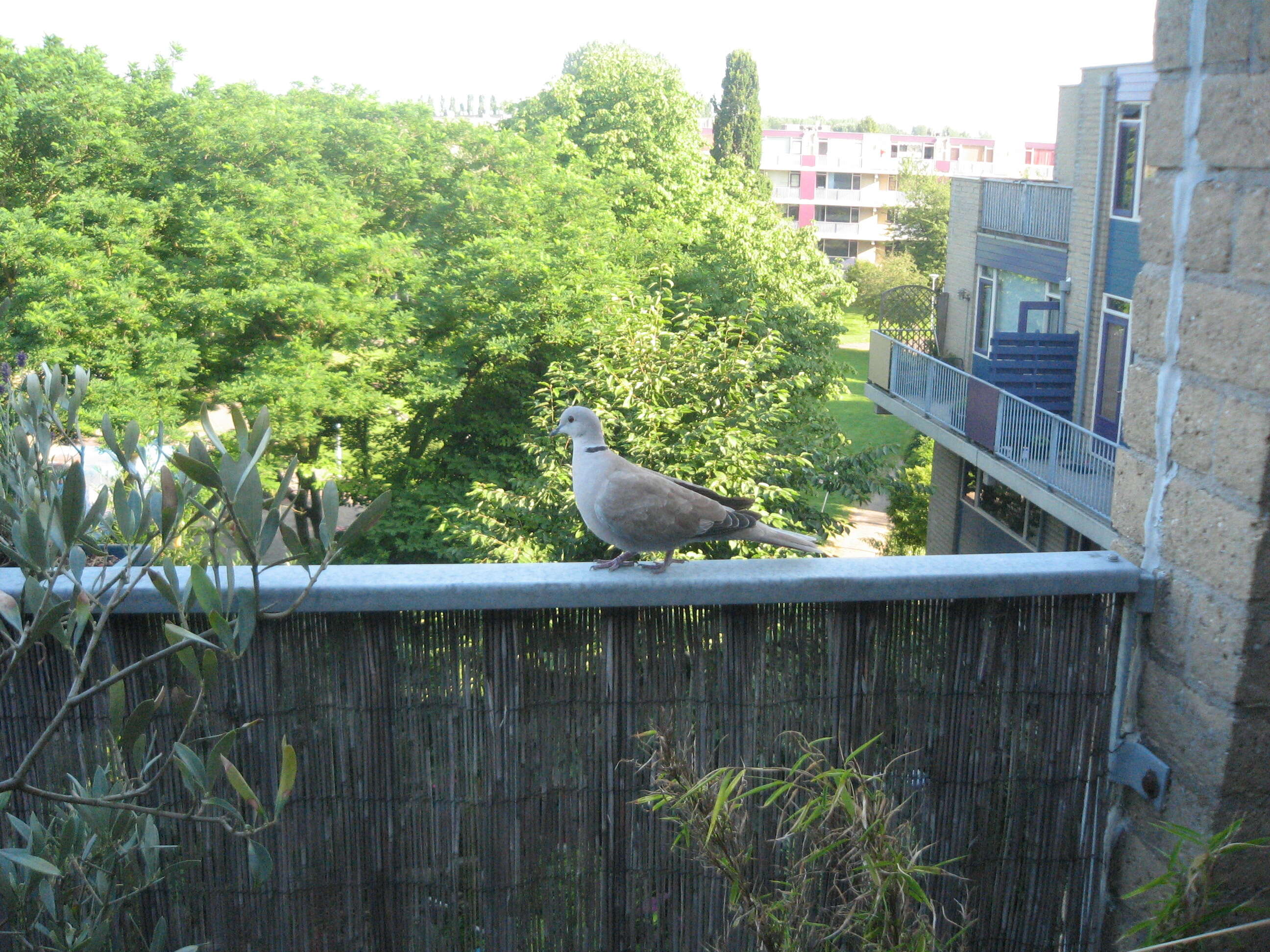 Image of Collared Dove