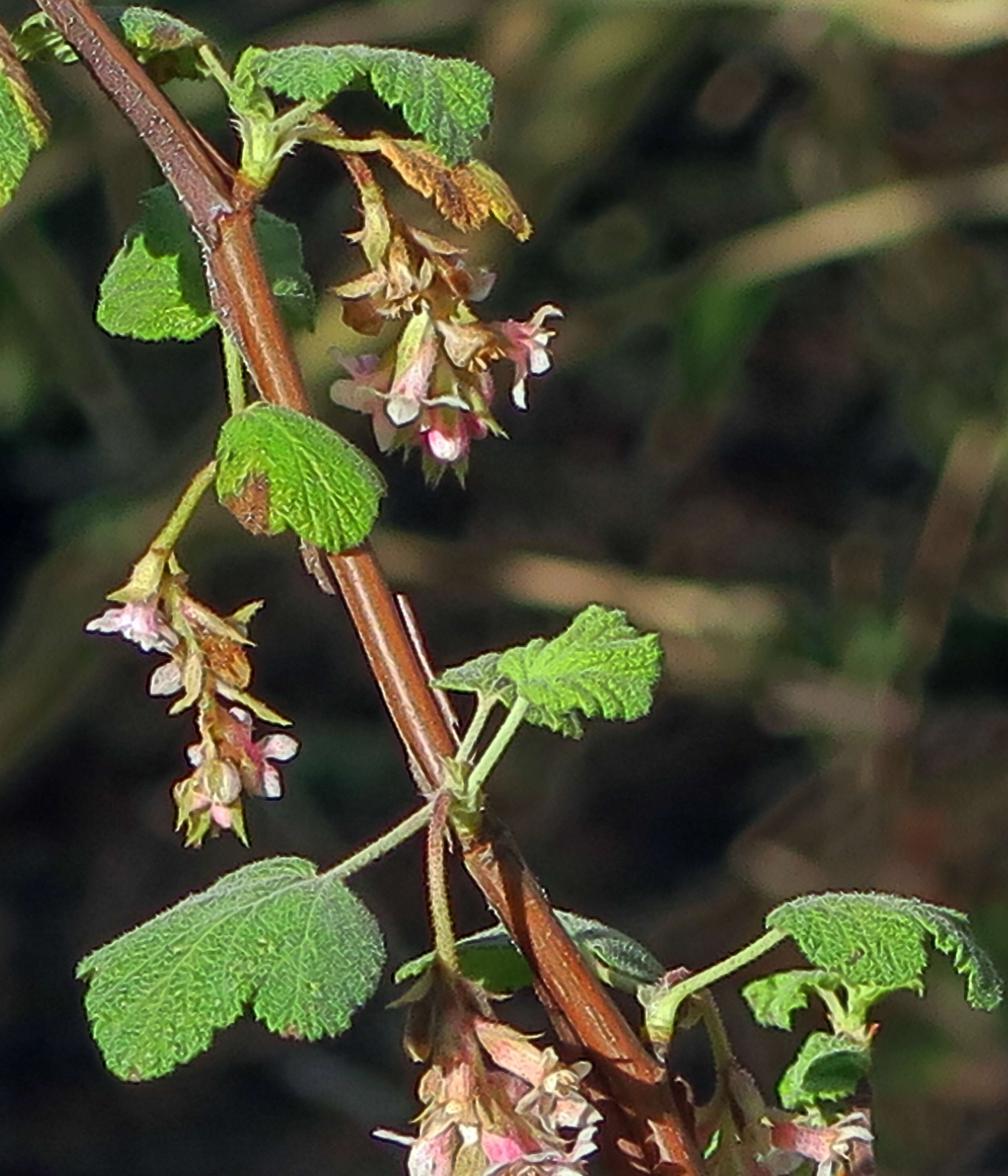 Image of Moreno currant